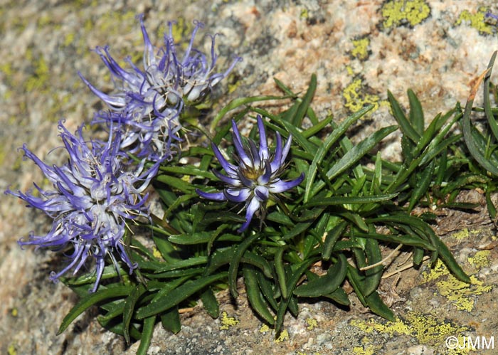 Phyteuma serratum