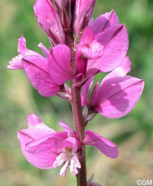 Polygala pedemontana = Polygala nicaeensis subsp. corsica