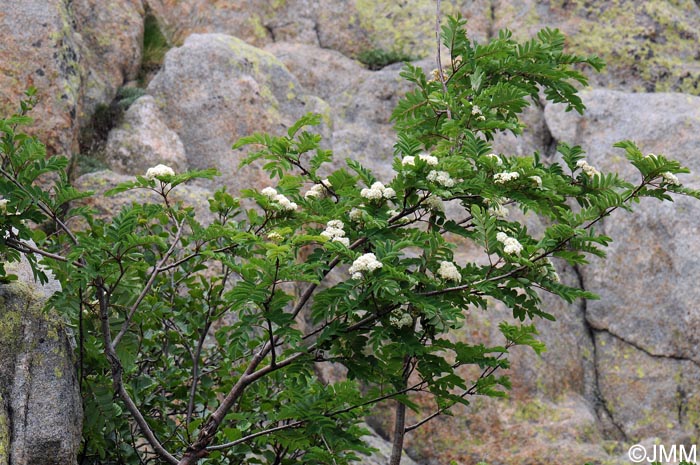 Sorbus aucuparia subsp. praemorsa
