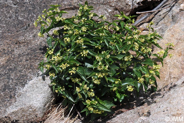 Vincetoxicum hirundinaria = Vincetoxicum hirundinaria subsp. contiguum