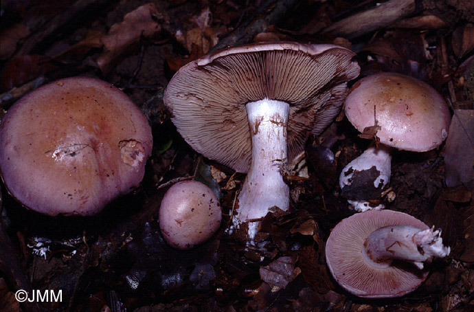 Cortinarius largus