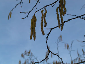 Corylus avellana