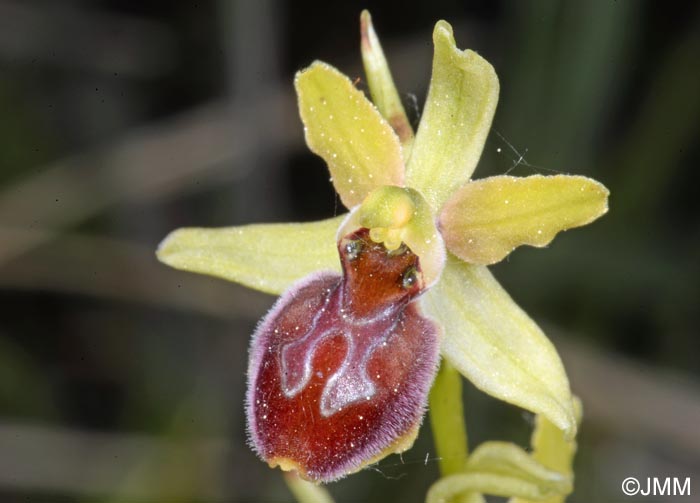 Ophrys illyrica
