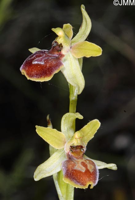 Ophrys illyrica
