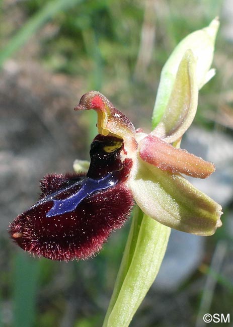 Ophrys cf. bertolonii x Ophrys incubacea