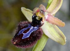 Ophrys cf. bertolonii x Ophrys incubacea