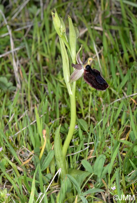 Ophrys flavicans x Ophrys incubacea = Ophrys x redliorum