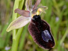 Ophrys flavicans x Ophrys incubacea