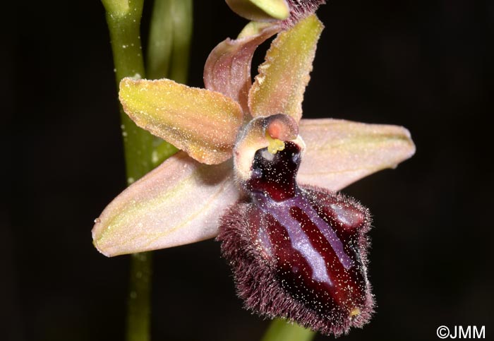 Ophrys incubacea