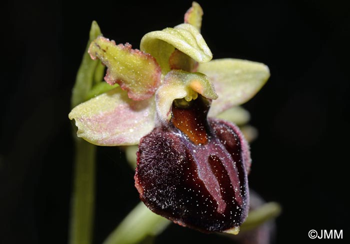 Ophrys montenegrina