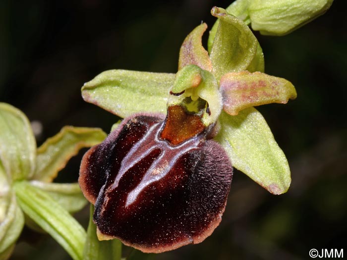 Ophrys montenegrina