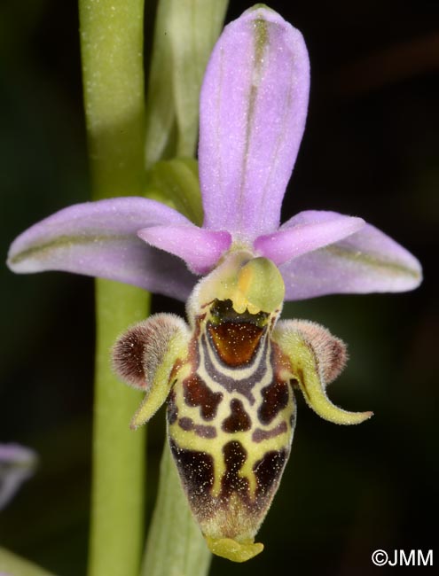 Ophrys rhodostephane