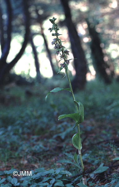 Epipactis distans 