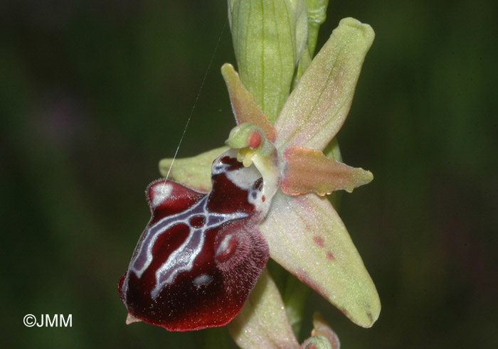 Ophrys leucophtalma 