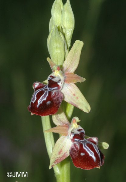 Ophrys leucophtalma