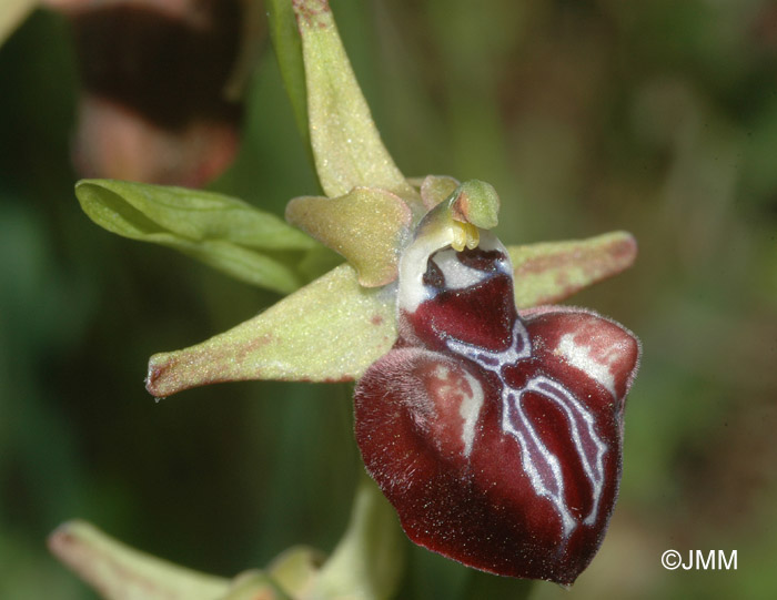Ophrys leucophtalma 