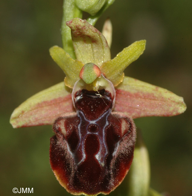 Ophrys macedonica 