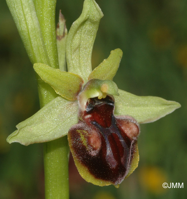 Ophrys macedonica 