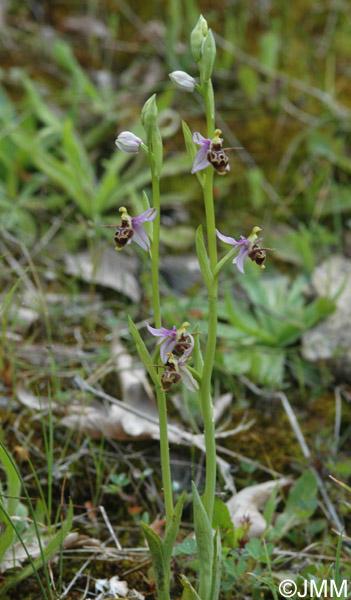 Ophrys cerastes var. minuscula