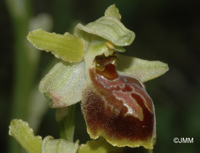 Ophrys negadensis
