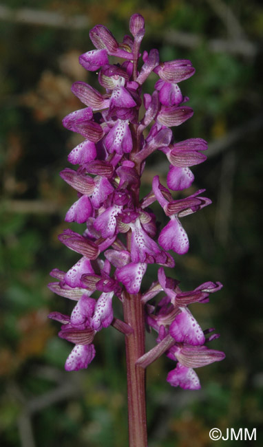 Orchis albanica
