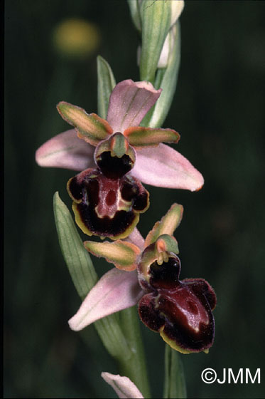 Ophrys castellana 