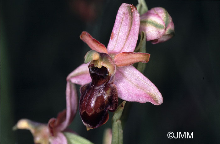 Ophrys castellana