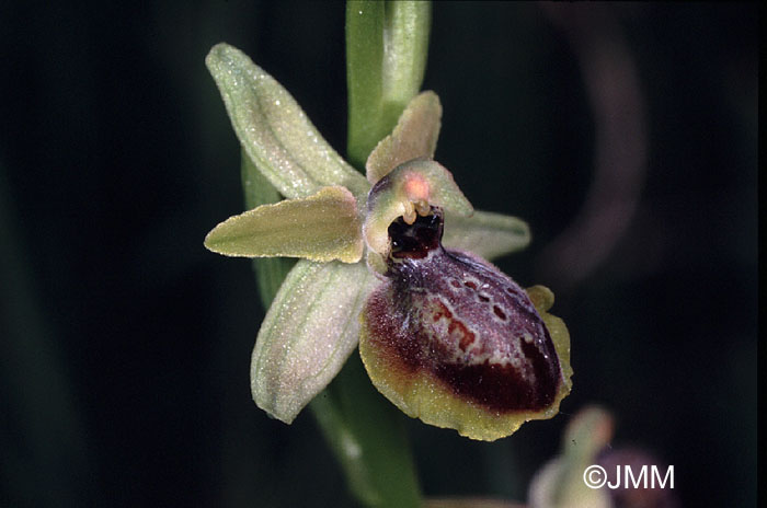Ophrys riojana