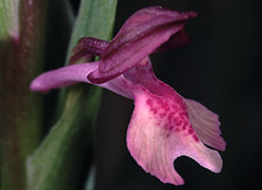 Orchis x bicknelli