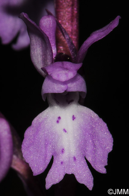 Orchis tenera