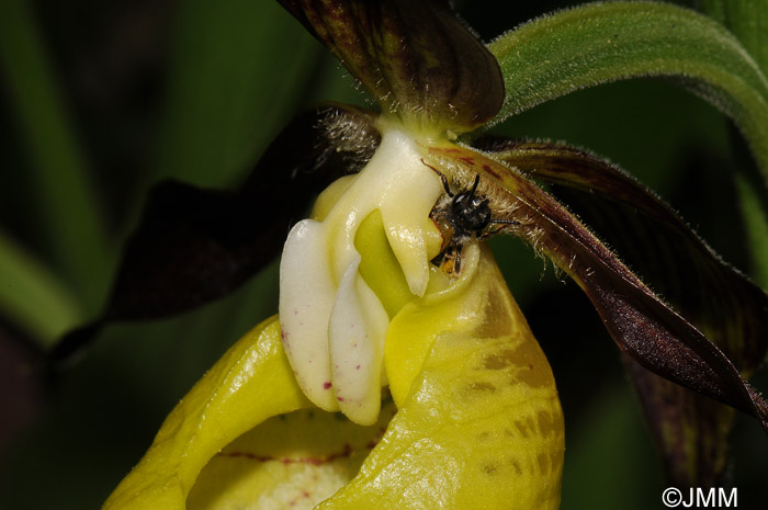 Cypripedium calceolus pollinis par Andrena sp.