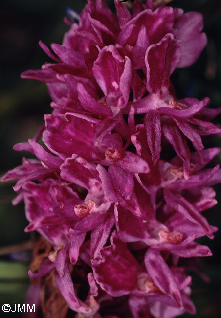 Dactylodenia tourensis