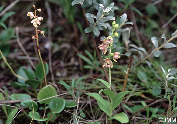 Epipactis neerlandica & Pyrola rotundifolia subsp. maritima