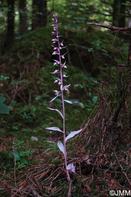 Epipactis purpurata f. rosea