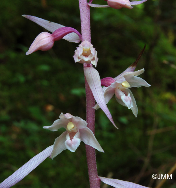 Epipactis purpurata f. rosea