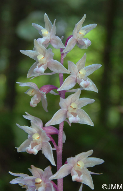 Epipactis purpurata f. rosea