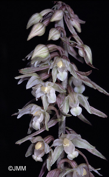 Epipactis purpurata f. rosea