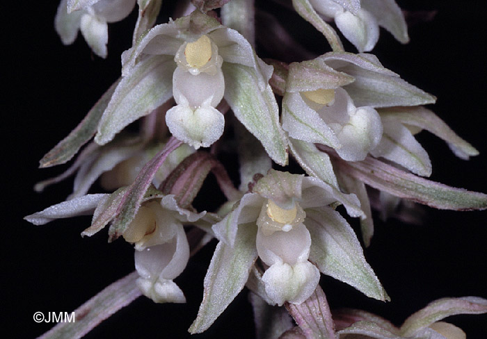 Epipactis purpurata f. rosea