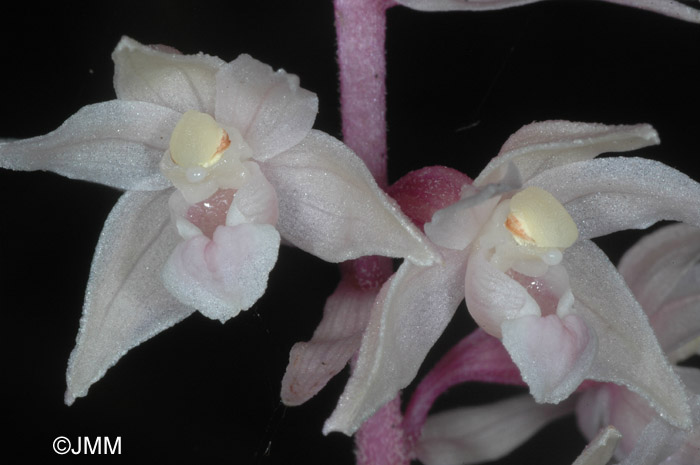 Epipactis purpurata f. rosea