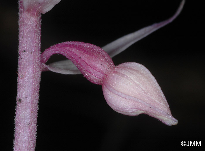 Epipactis purpurata f. rosea