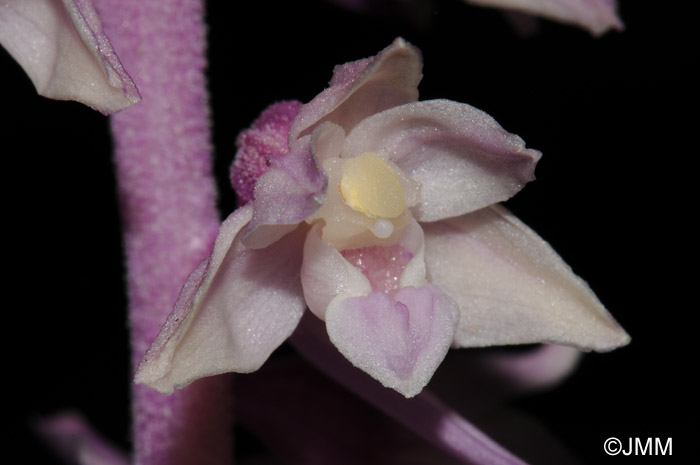 Epipactis purpurata f. rosea