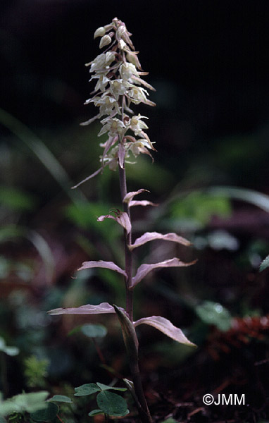 Epipactis purpurata f. rosea
