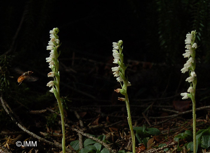 Goodyera repens