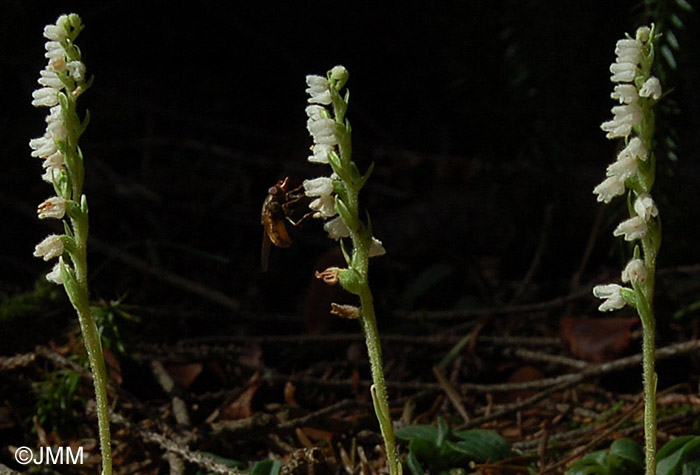 Goodyera repens