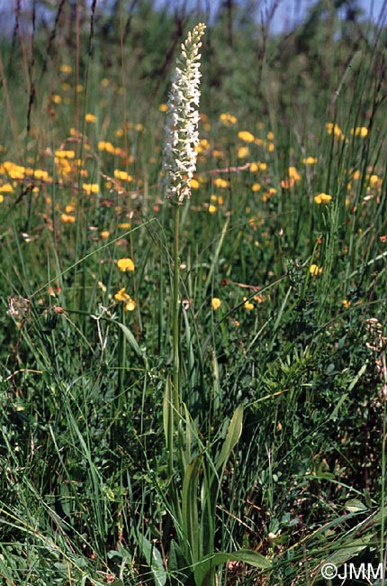 Gymnadenia conopsea var. conopsea f. alba
