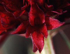 Gymnadenia rhellicani