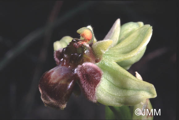 Ophrys bombyliflora