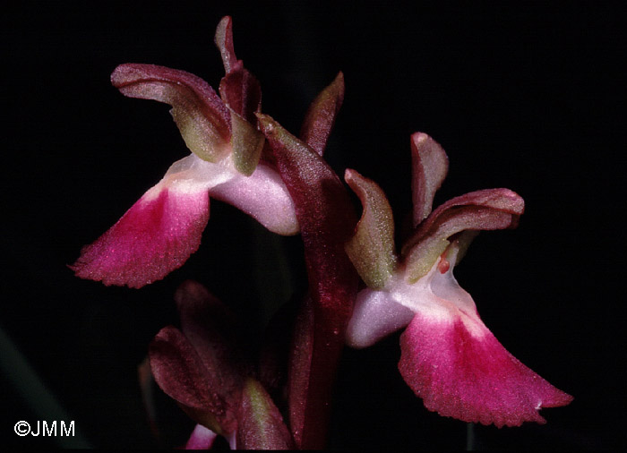 Orchis collina