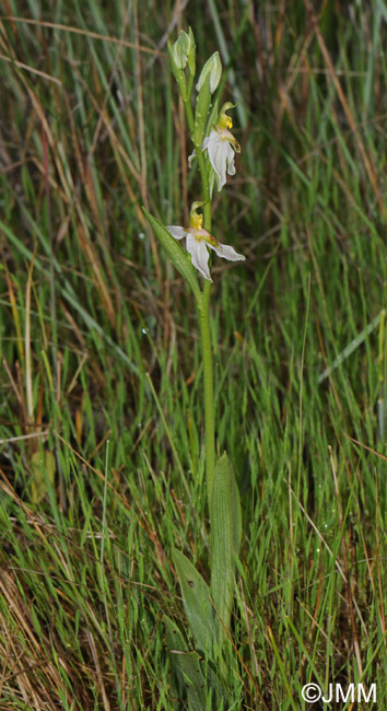 Ophrys apifera f. brevilabellata