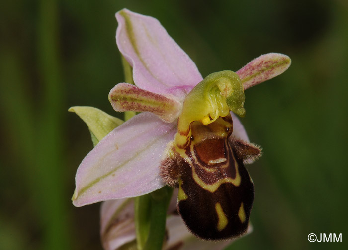 Ophrys apiferaf. friburgensis